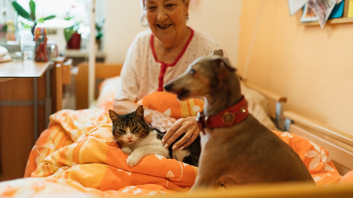 Senior woman enjoying the company of a dog and cat in a cozy bedroom setting, showcasing warmth and companionship.